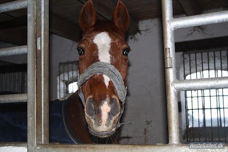 Traver Monty:.... Han hedder rigtig Seep Fella Reg nr.: D billede 9