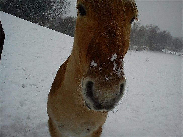 Anden særlig race isbjørn  *part* billede 2