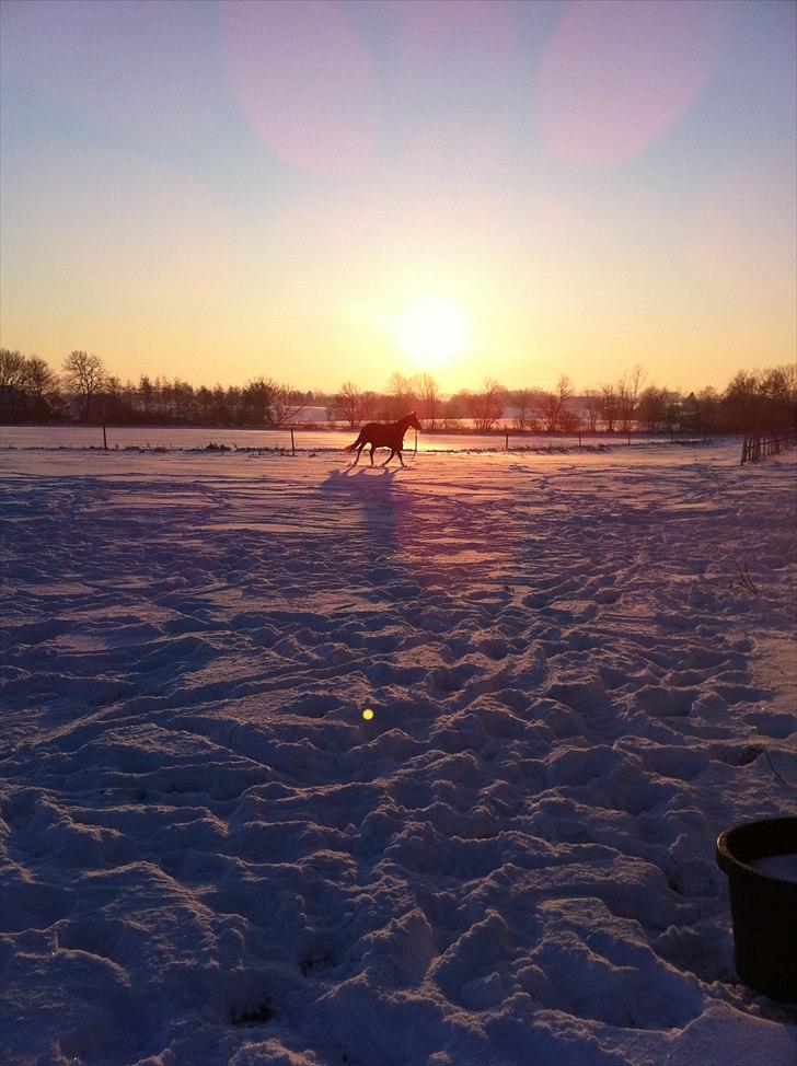 Dansk Varmblod Kildevangs Laurika [Tidl. Hest] - Cocos i eftermiddagssolen billede 9