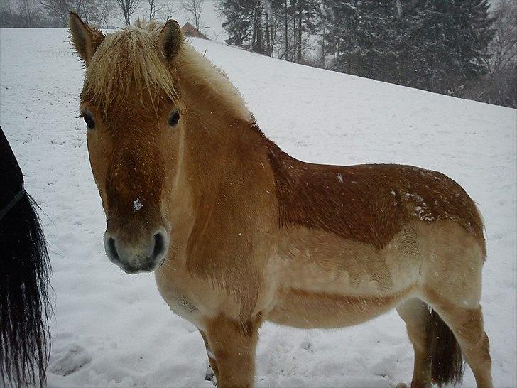 Anden særlig race isbjørn  *part* billede 3