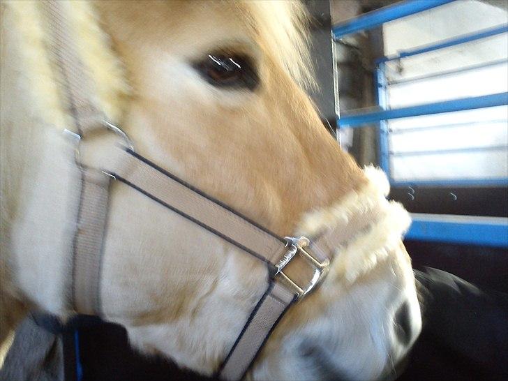 Anden særlig race isbjørn  *part* billede 4