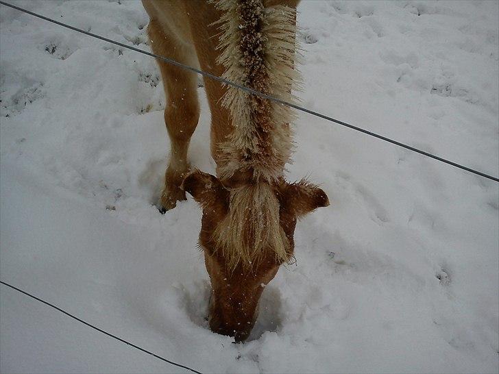 Anden særlig race isbjørn  *part* billede 5