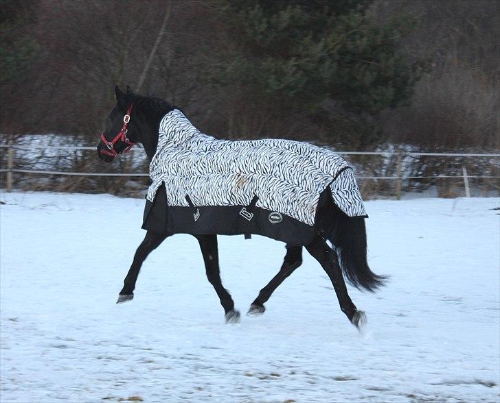 Anden særlig race Amigo - Mit eventyr - MUMS SIGER JEG BARE! :D lille hest stor gang ;) billede 5