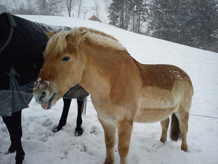 Anden særlig race isbjørn  *part* billede 6