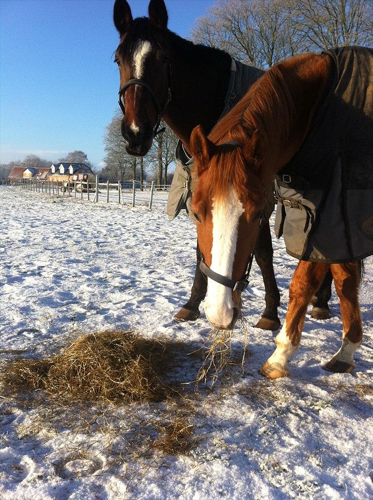 Dansk Varmblod Kildevangs Laurika [Tidl. Hest] billede 10