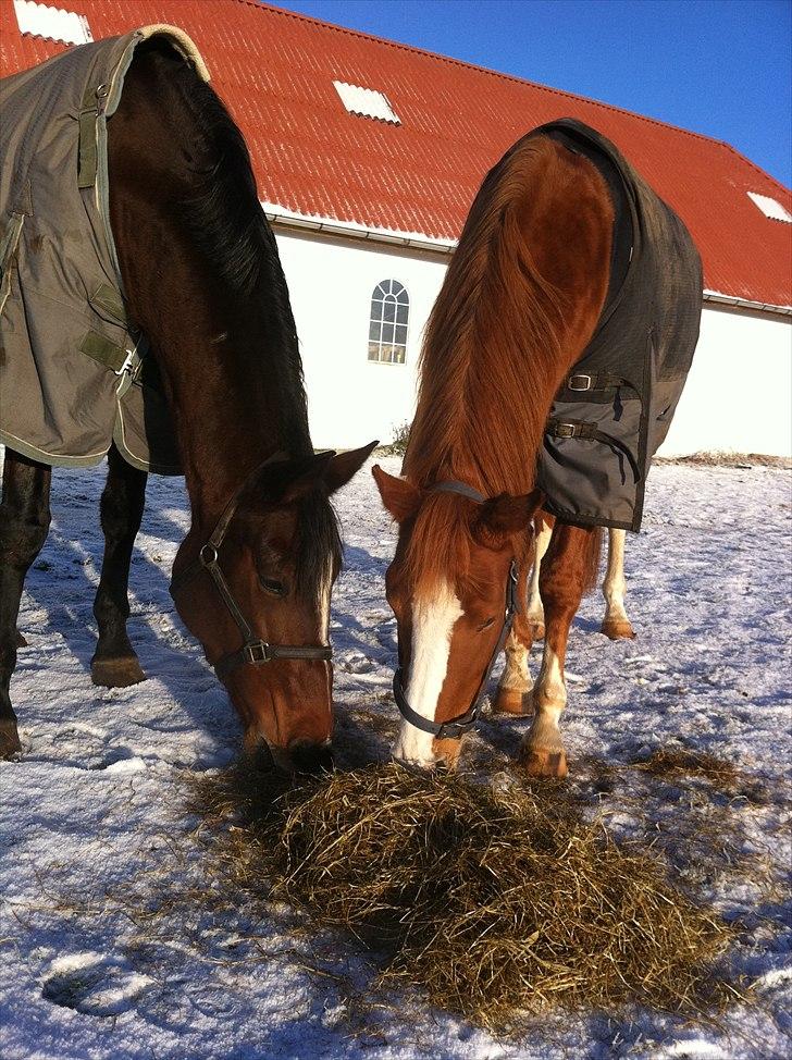 Dansk Varmblod Kildevangs Laurika [Tidl. Hest] - Godt med lidt hø på folden. billede 11