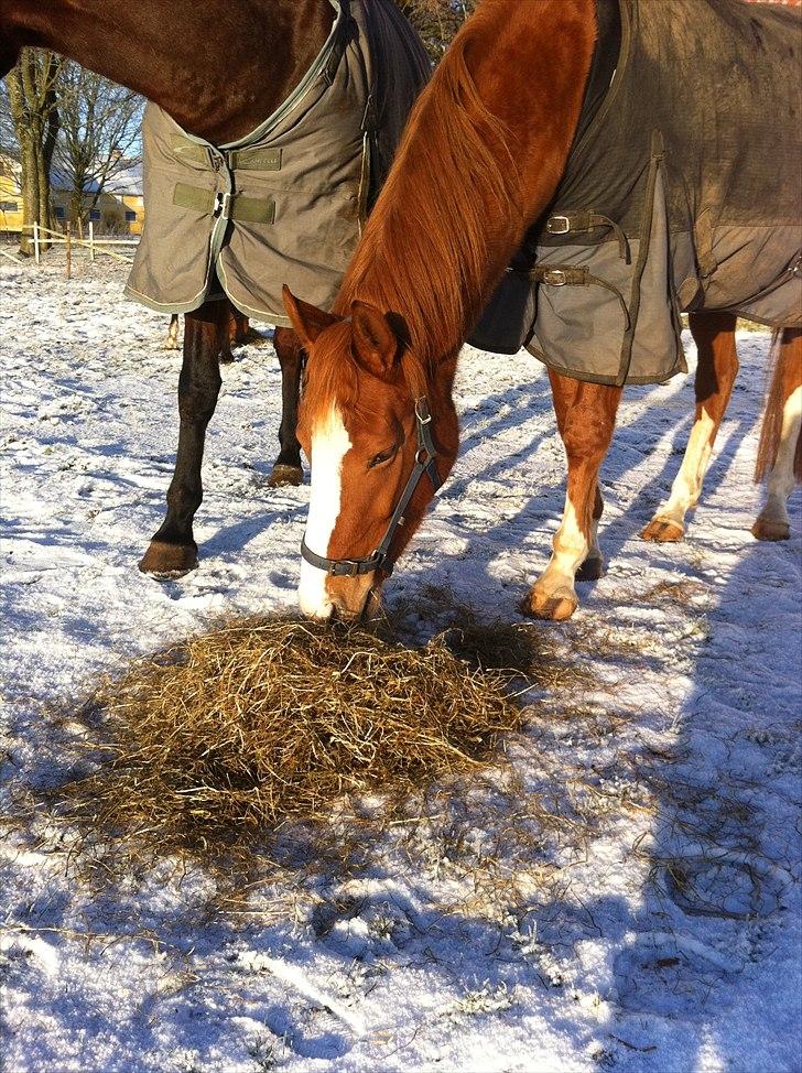 Dansk Varmblod Kildevangs Laurika [Tidl. Hest] billede 12