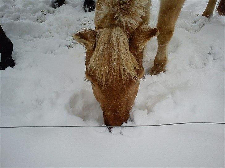 Anden særlig race isbjørn  *part* billede 8