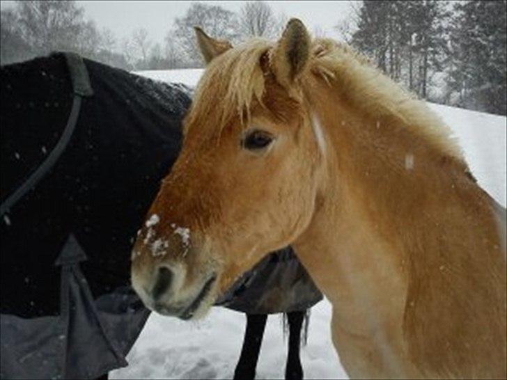 Anden særlig race isbjørn  *part* billede 9