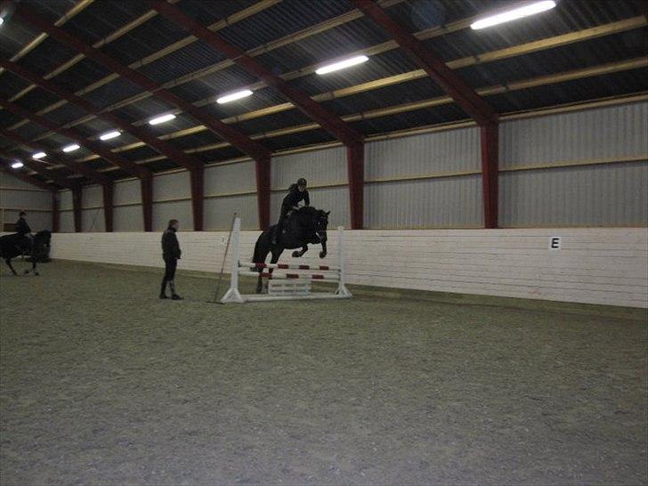 Oldenborg Pedro - spring <3 billede 8