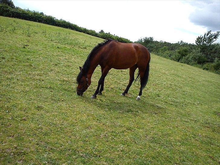 New Forest Elmholts Chanell - på sommer græs billede 12