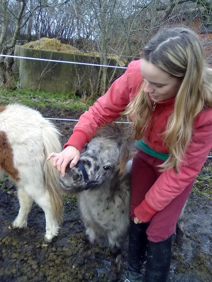 Miniature Bølle Bob - Hvad der er værd at græde over, er også værd at leve for. billede 10