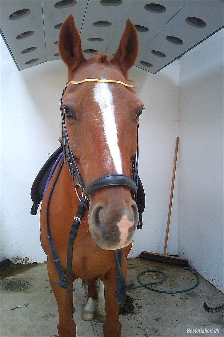 Traver Monty:.... Han hedder rigtig Seep Fella Reg nr.: D billede 5