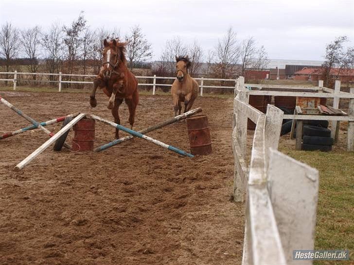 Traver Monty:.... Han hedder rigtig Seep Fella Reg nr.: D billede 13