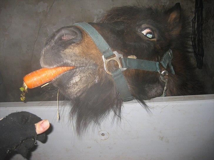 Shetlænder Lotus billede 4