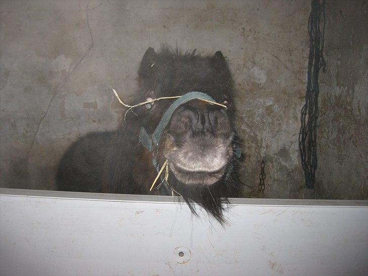 Shetlænder Lotus billede 5