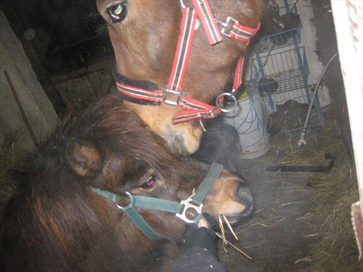 Shetlænder Lotus billede 6