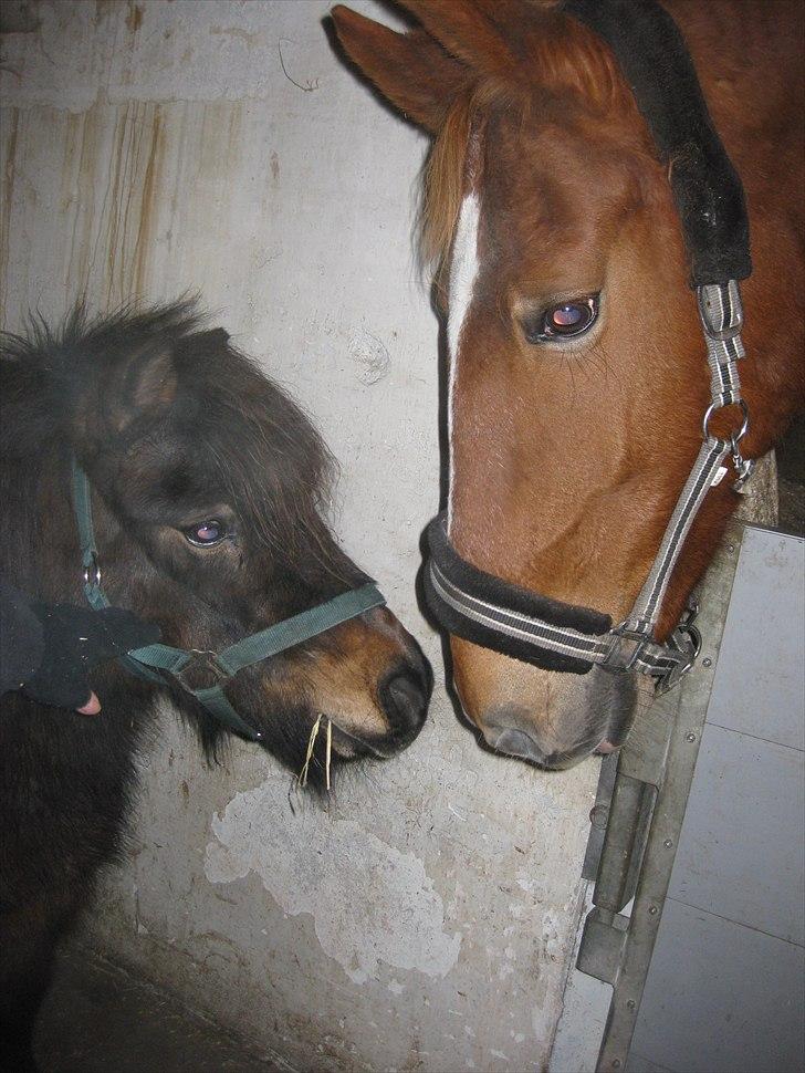 Shetlænder Lotus billede 7