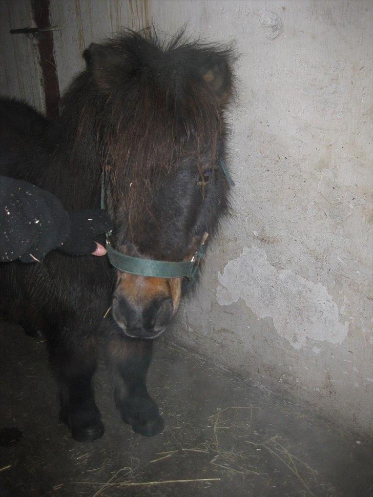 Shetlænder Lotus billede 8