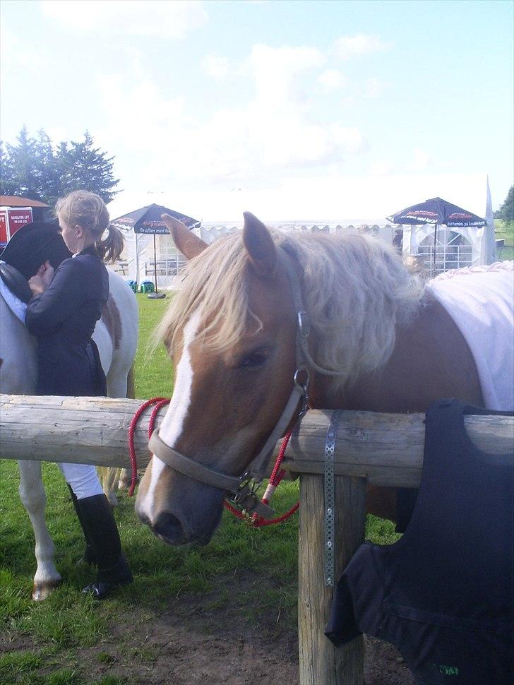 Anden særlig race Oliver (RIDER) - BTR stævne 2008 billede 2