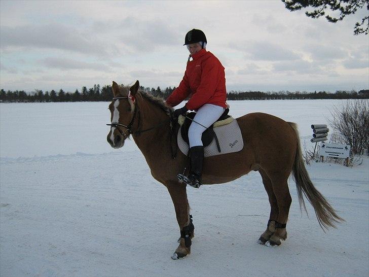 Anden særlig race Oliver (RIDER) - BJR stævne 2010 billede 3