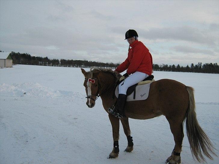 Anden særlig race Oliver (RIDER) - BJR julestævne 2010 :)  billede 4