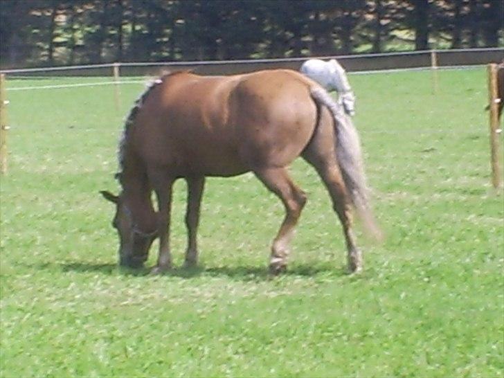 Anden særlig race Oliver (RIDER) billede 5