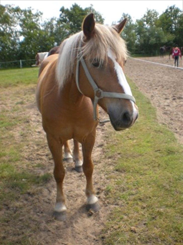 Anden særlig race Oliver (RIDER) billede 6