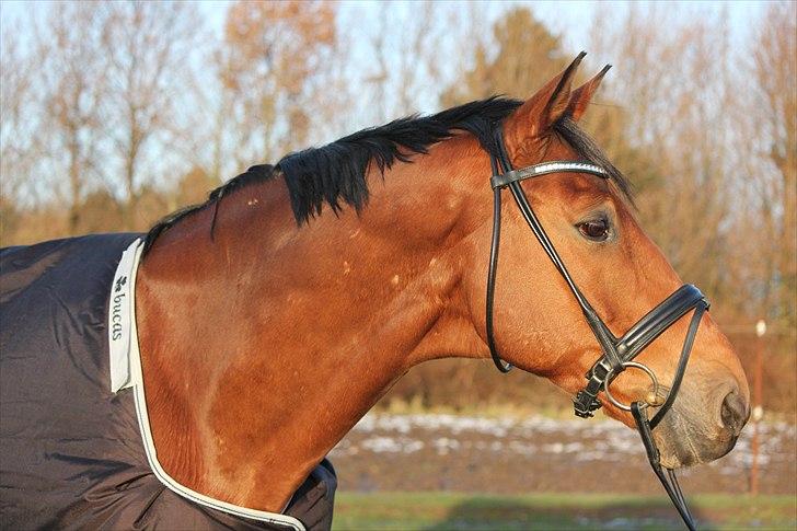 Trakehner Kim Blæsbjerg - Kim forår 2011 billede 1