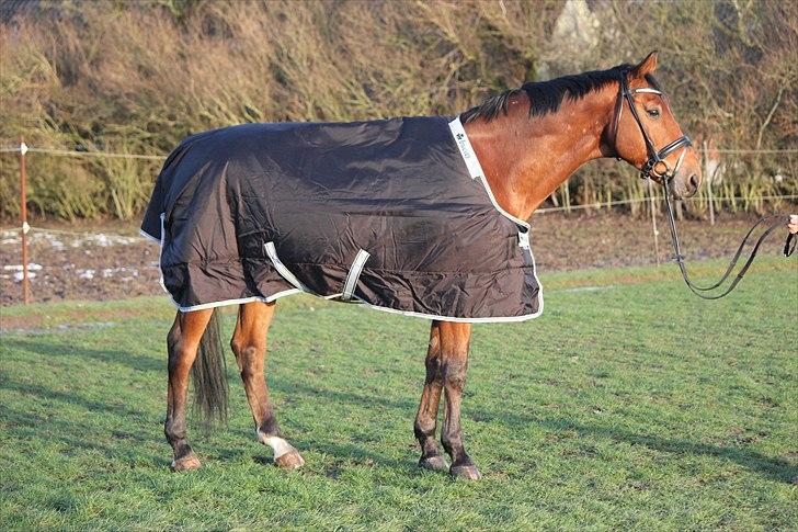 Trakehner Kim Blæsbjerg billede 3