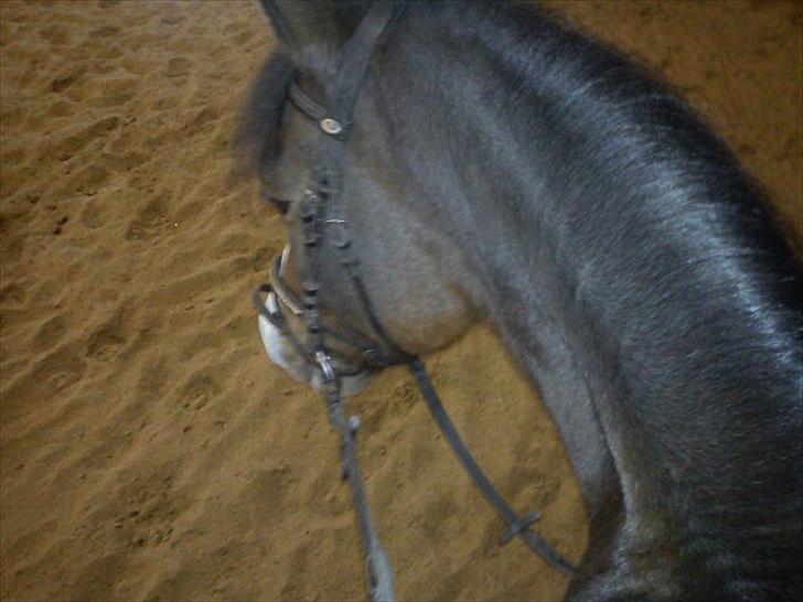 Anden særlig race Victor! billede 7