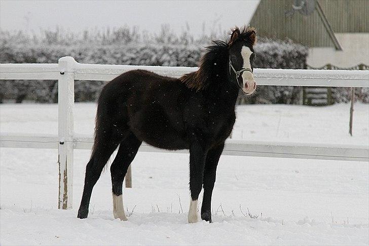 DSP GO Webmaster *solgt* - dec. 2010 billede 15