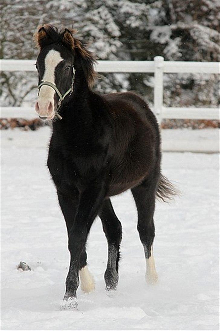 DSP GO Webmaster *solgt* billede 16