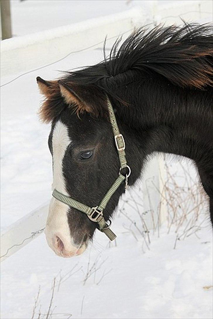 DSP GO Webmaster *solgt* billede 17