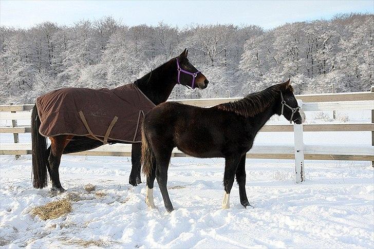 DSP GO Webmaster *solgt* billede 18