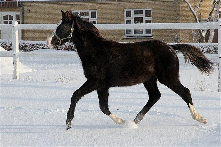 DSP GO Webmaster *solgt* billede 19