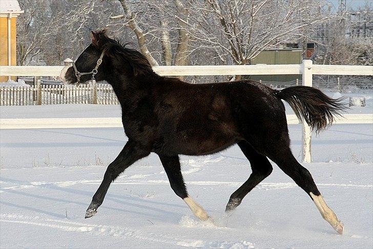 DSP GO Webmaster *solgt* billede 20