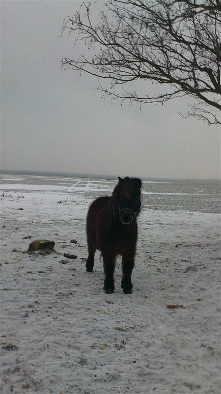 Shetlænder Lotus billede 10