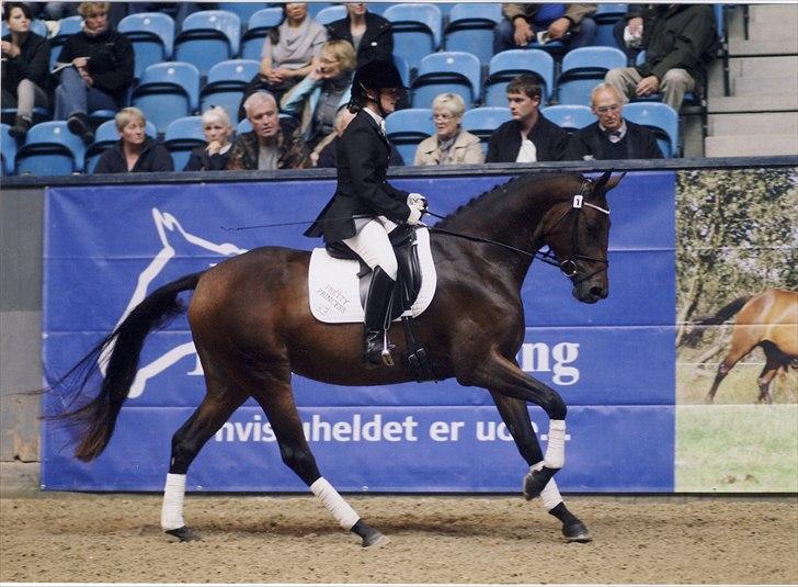 Dansk Varmblod Pretty Princess - Princess til Eliteskue 2011 billede 10