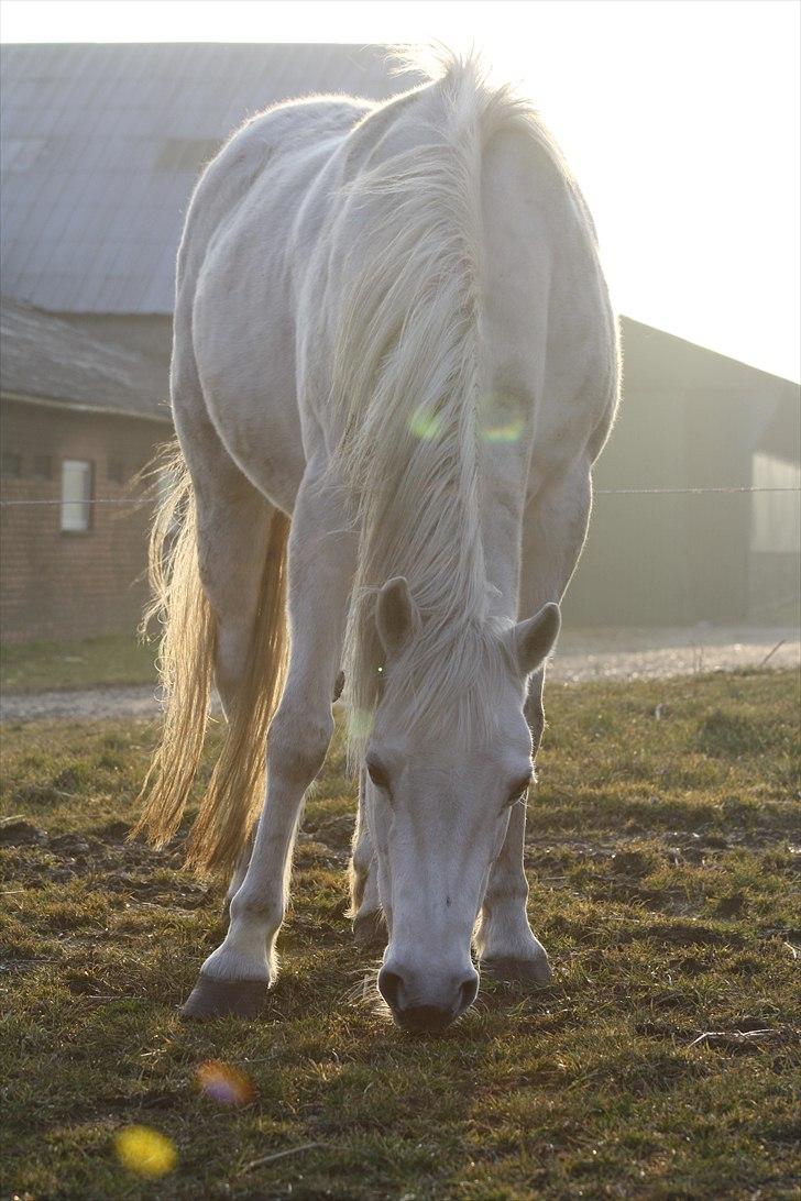 Anden særlig race smilla englehesten<3 R.I.P<3 - smilla<3 billede 11