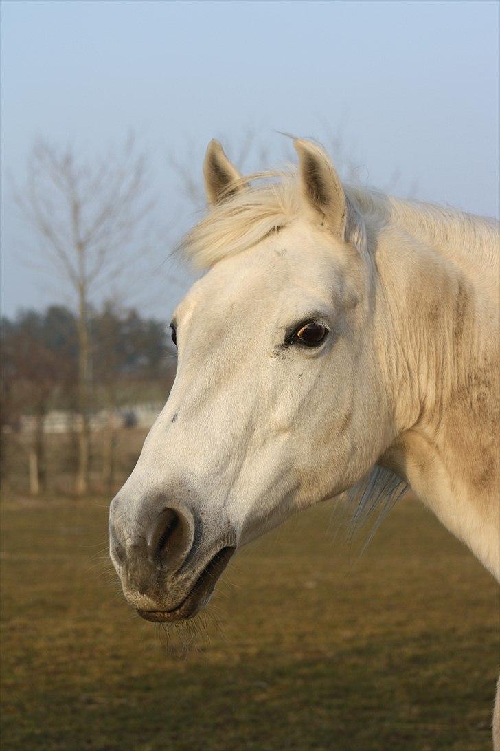Anden særlig race smilla englehesten<3 R.I.P<3 - smilla<3 billede 12