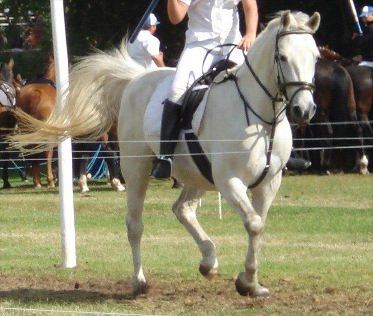 Anden særlig race smilla englehesten<3 R.I.P<3 - smukke smilla :D billede 13