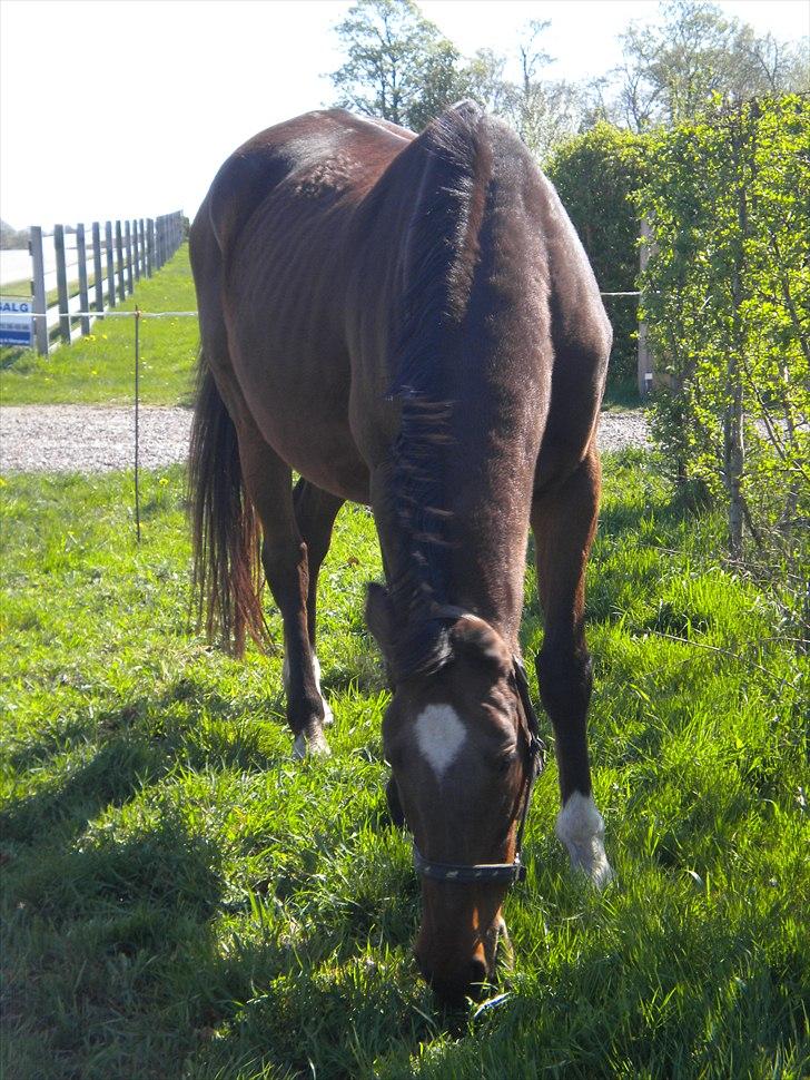 Dansk Varmblod Rusla Boesgaard billede 6