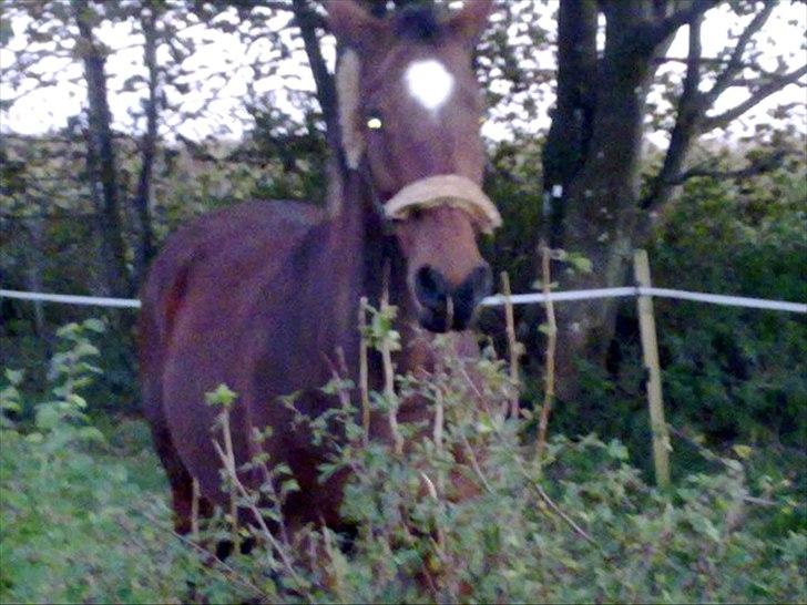 Dansk Varmblod Rusla Boesgaard billede 7