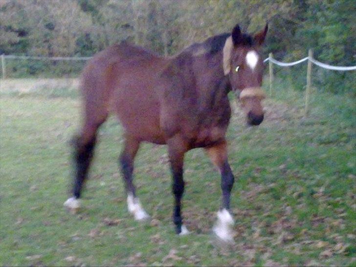 Dansk Varmblod Rusla Boesgaard billede 8
