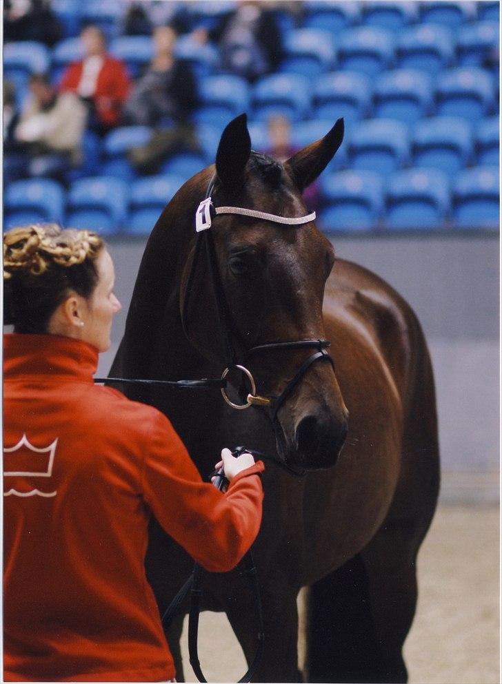 Dansk Varmblod Pretty Princess - Princess til Eliteskue 2011 billede 12