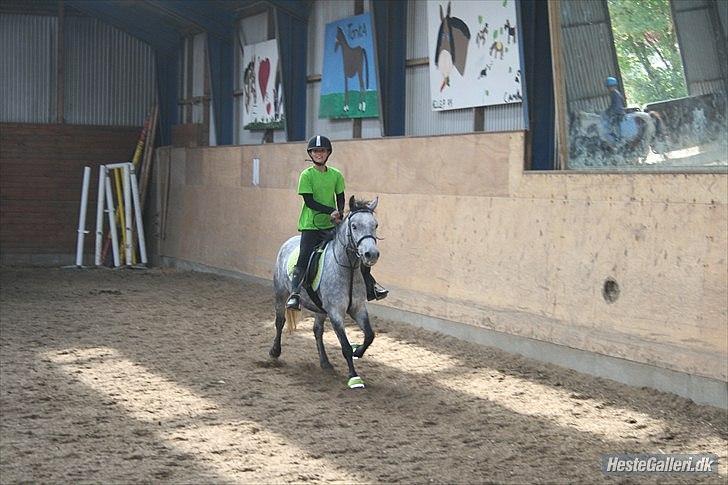 Welsh Pony (sec B) Dustin<3 SOLGT billede 1