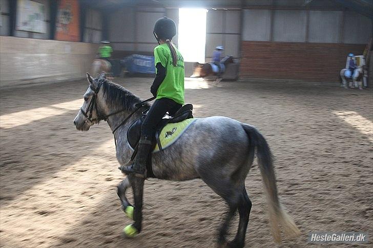 Welsh Pony (sec B) Dustin<3 SOLGT billede 3