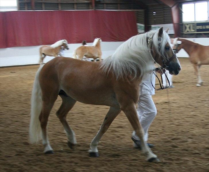 Haflinger Hingst : Alfonso  HAH 23  - alfonso til afkomst fremstilling billede 12