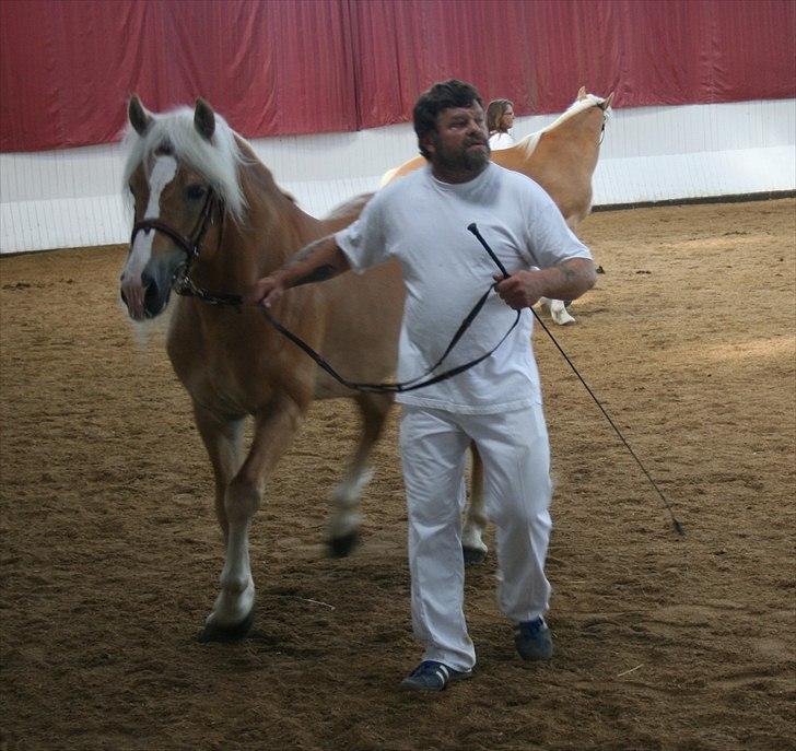 Haflinger Hingst : Alfonso  HAH 23  - Venter på det blir vores tur. billede 14